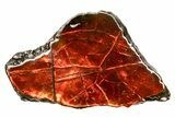 Iridescent Ammolite (Fossil Ammonite Shell) - Fiery Red #310340-1